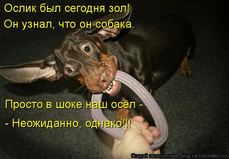 Ослик был сегодня зол! Он узнал, что он собака… Просто в шоке наш осёл - - Неожиданно, однако!!!... Котоматрица: Ослик был сегодня зол! Он узнал, что он собака… Просто в шоке наш осёл - - Неожиданно, однако!!!
