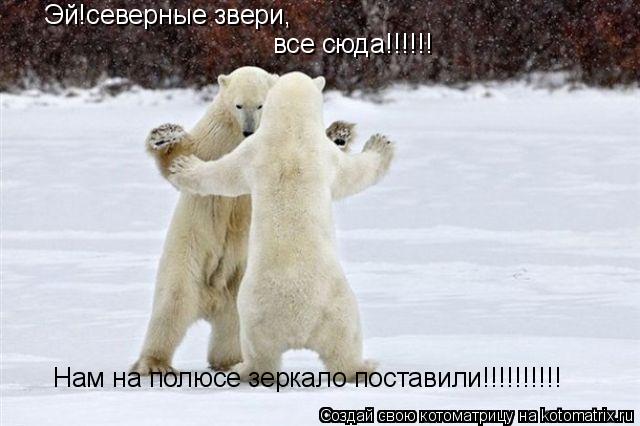 Эй!северные звери, все сюда!!!!!! Нам на полюсе зеркало поставили!!!!!!!!!!... Котоматрица: Эй!северные звери, все сюда!!!!!! Нам на полюсе зеркало поставили!!!!!!!!!!