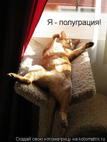Я - полуграция!... Котоматрица: Я - полуграция!
