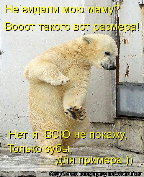 Не видали мою маму? Вооот такого вот размера! Нет, я ВСЮ не покажу, Только зубы, для примера ))... Котоматрица: Не видали мою маму? Вооот такого вот размера! Нет, я ВСЮ не покажу, Только зубы, для примера ))