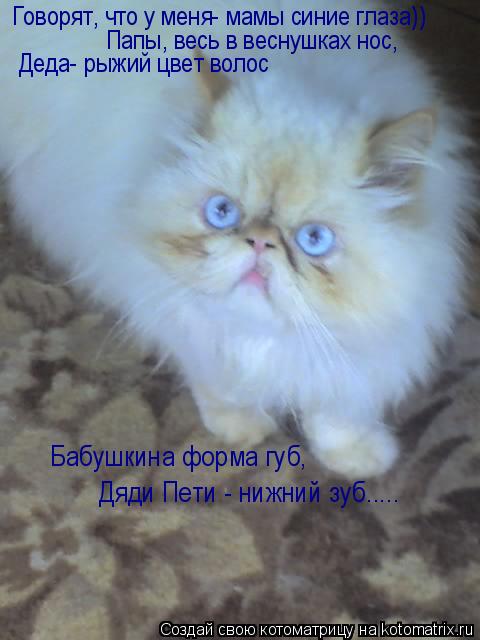 Говорят, что у меня- мамы синие глаза)) Папы, весь в веснушках нос, Деда- рыжий цвет волос Бабушкина ... Котоматрица: Говорят, что у меня- мамы синие глаза)) Папы, весь в веснушках нос, Деда- рыжий цвет волос Бабушкина форма губ, Дяди Пети - нижний зуб.....