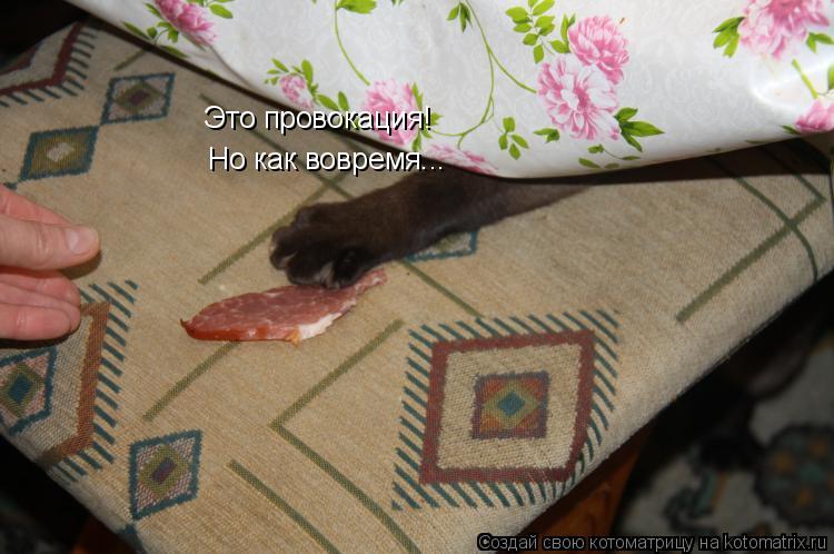 Это провокация! Но как вовремя...... Котоматрица: Это провокация! Но как вовремя...