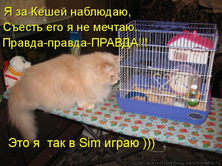 Я за Кешей наблюдаю, Съесть его я не мечтаю. Правда-правда-ПРАВДА!!! Это я так в Sim играю )))... Котоматрица: Я за Кешей наблюдаю, Съесть его я не мечтаю. Правда-правда-ПРАВДА!!! Это я так в Sim играю )))