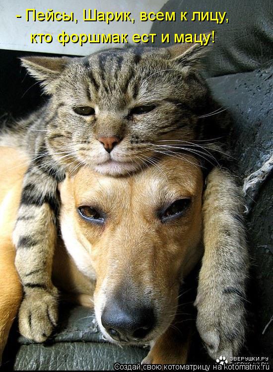 - Пейсы, Шарик, всем к лицу, кто форшмак ест и мацу!... Котоматрица: - Пейсы, Шарик, всем к лицу, кто форшмак ест и мацу!