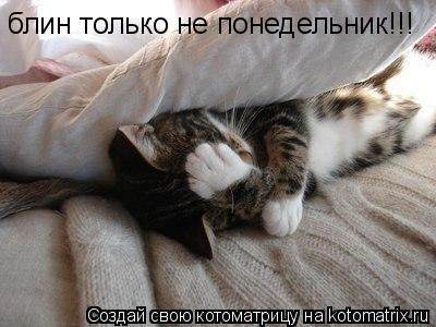 блин только не понедельник!!!... Котоматрица: блин только не понедельник!!!