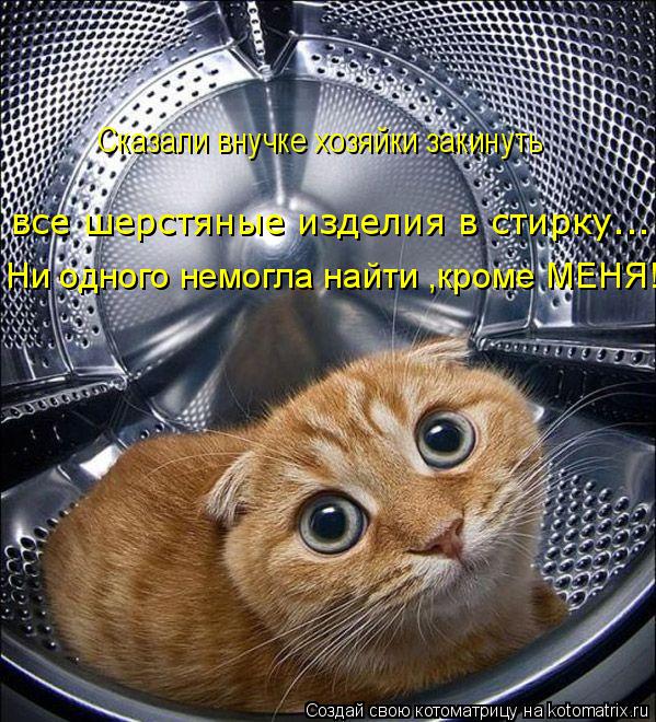 Сказали внучке хозяйки закинуть все шерстяные изделия в стирку... Ни одного немогла найти ,кроме МЕНЯ... Котоматрица: Сказали внучке хозяйки закинуть все шерстяные изделия в стирку... Ни одного немогла найти ,кроме МЕНЯ!
