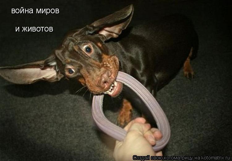 война миров война миров и животов и животов... Котоматрица: война миров война миров и животов и животов