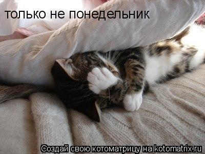 только не понедельник... Котоматрица: только не понедельник