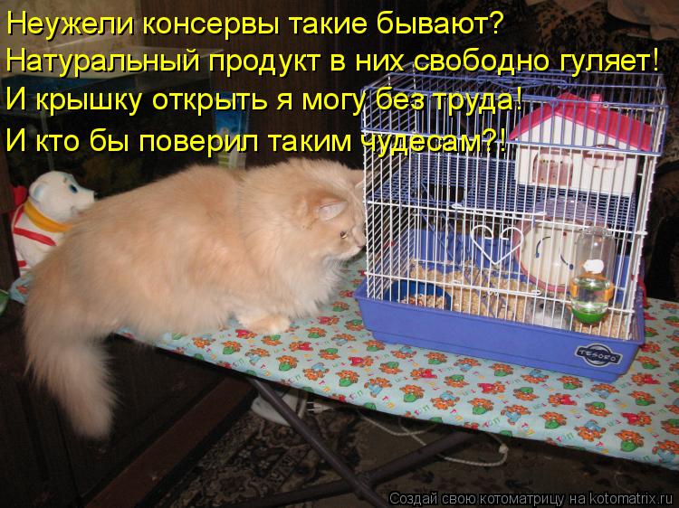 Неужели консервы такие бывают? Натуральный продукт в них свободно гуляет! И крышку открыть я могу без... Котоматрица: Неужели консервы такие бывают? Натуральный продукт в них свободно гуляет! И крышку открыть я могу без труда! И кто бы поверил таким чудесам?!