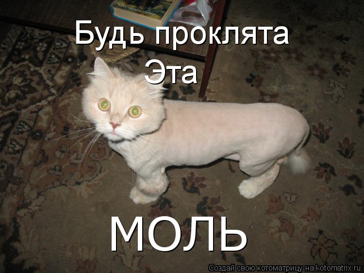 Будь проклята Эта МОЛЬ... Котоматрица: Будь проклята Эта МОЛЬ