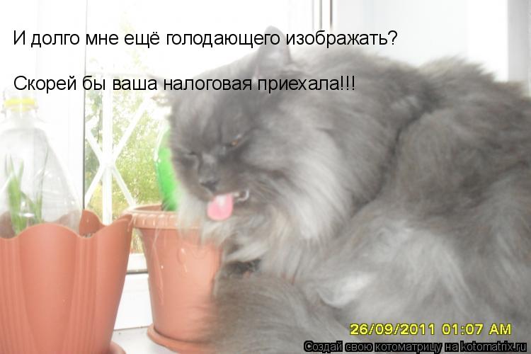 Скорей бы ваша налоговая приехала!!! И долго мне ещё голодающего изображать?... Котоматрица: Скорей бы ваша налоговая приехала!!! И долго мне ещё голодающего изображать?