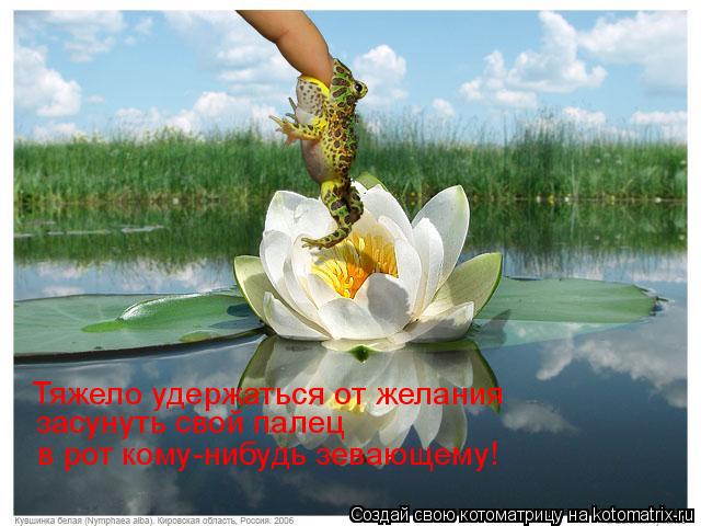 Котоматрица: Тяжело удержаться от желания засунуть свой палец в рот кому-нибудь зевающему!