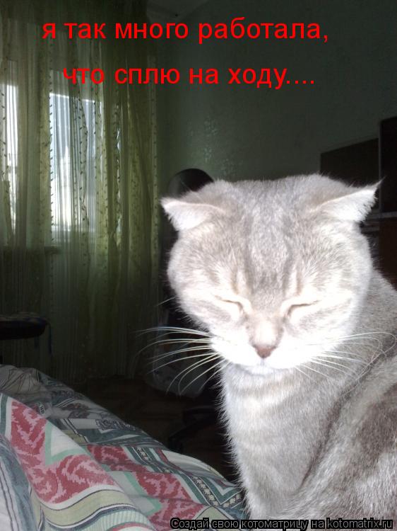 Котоматрица: я так много работала, что сплю на ходу....