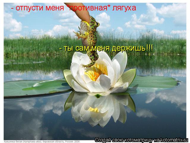 Котоматрица: - отпусти меня *противная* лягуха - ты сам меня держишь !!!