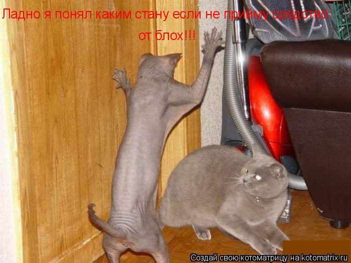 Котоматрица: Ладно я понял каким стану если не прийму средство  от блох!!!