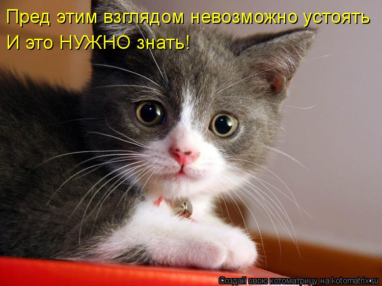Котоматрица: Пред этим взглядом невозможно устоять И это НУЖНО знать!