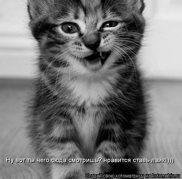 Ну вот ты чего сюда смотришь? нравится ставь лайк!)))... Котоматрица: Ну вот ты чего сюда смотришь? нравится ставь лайк!)))