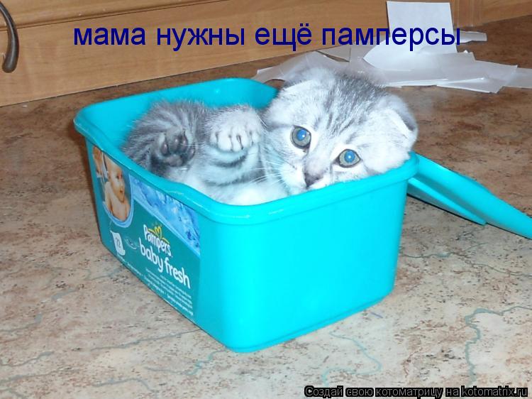 мама нужны ещё памперсы... Котоматрица: мама нужны ещё памперсы