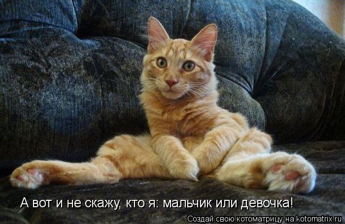 А вот и не скажу, кто я: мальчик или девочка!... Котоматрица: А вот и не скажу, кто я: мальчик или девочка!