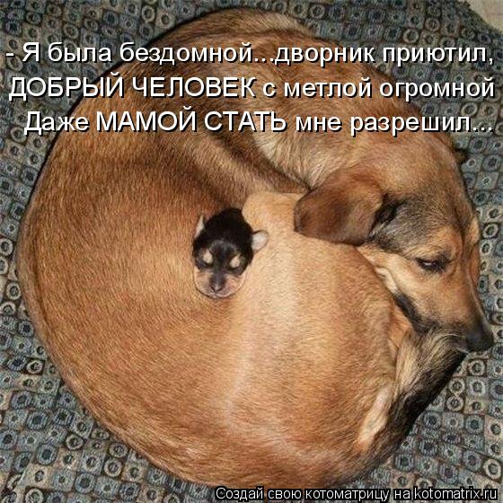 - Я была бездомной...дворник приютил, Даже МАМОЙ СТАТЬ мне разрешил... ДОБРЫЙ ЧЕЛОВЕК с метлой огромн... Котоматрица: - Я была бездомной...дворник приютил, Даже МАМОЙ СТАТЬ мне разрешил... ДОБРЫЙ ЧЕЛОВЕК с метлой огромной