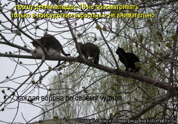 каждая ворона по своему чудная прошу детям младше 18 не просматривать только в присудствии взрослых и... Котоматрица: каждая ворона по своему чудная прошу детям младше 18 не просматривать только в присудствии взрослых и не внимательно