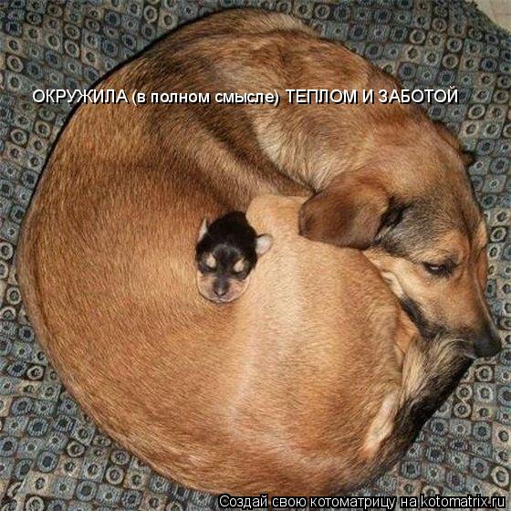 ОКРУЖИЛА (в полном смысле) ТЕПЛОМ И ЗАБОТОЙ... Котоматрица: ОКРУЖИЛА (в полном смысле) ТЕПЛОМ И ЗАБОТОЙ