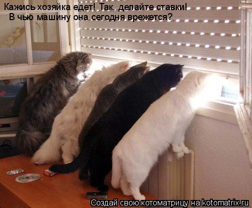 Кажись хозяйка едет! Так, делайте ставки! В чью машину она сегодня врежется?... Котоматрица: Кажись хозяйка едет! Так, делайте ставки! В чью машину она сегодня врежется?