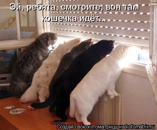 кошечка идёт... Эй, ребята, смотрите, вон там... Котоматрица: кошечка идёт... Эй, ребята, смотрите, вон там