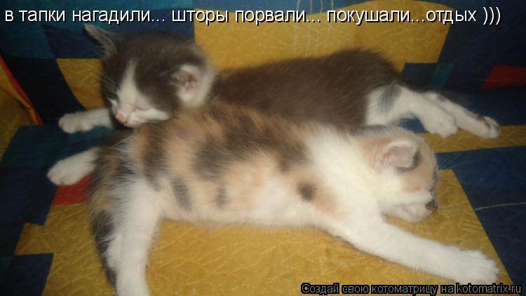 в тапки нагадили... шторы порвали... покушали...отдых )))... Котоматрица: в тапки нагадили... шторы порвали... покушали...отдых )))