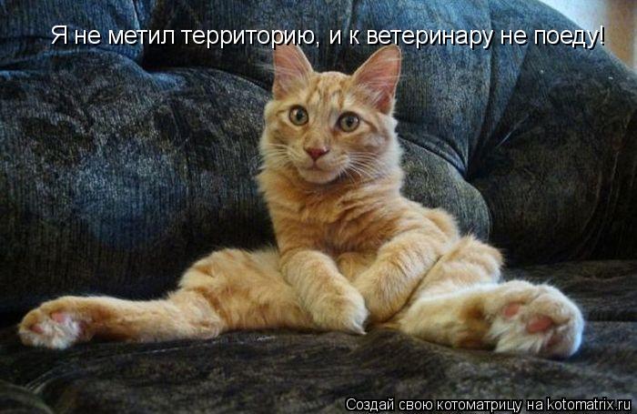 Я не метил территорию, и к ветеринару не поеду!... Котоматрица: Я не метил территорию, и к ветеринару не поеду!