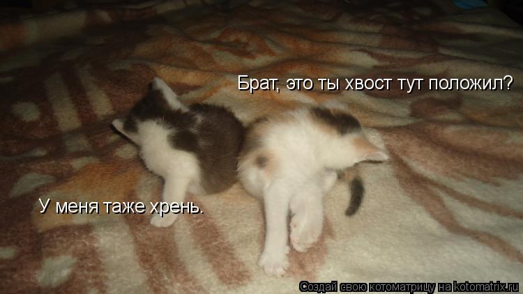 Брат, это ты хвост тут положил? У меня таже хрень.... Котоматрица: Брат, это ты хвост тут положил? У меня таже хрень.