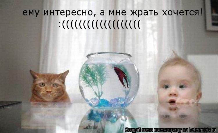 ему интересно, а мне жрать хочется! :(((((((((((((((((((... Котоматрица: ему интересно, а мне жрать хочется! :(((((((((((((((((((