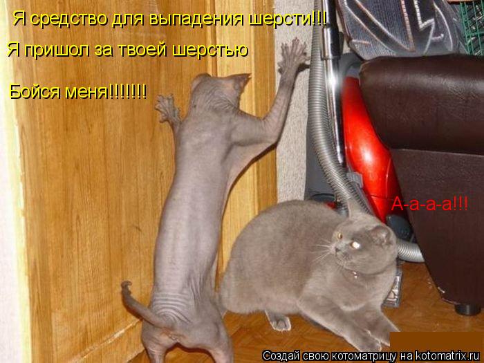 Я средство для выпадения шерсти!!! Я пришол за твоей шерстью Бойся меня!!!!!!! А-а-а-а!!!... Котоматрица: Я средство для выпадения шерсти!!! Я пришол за твоей шерстью Бойся меня!!!!!!! А-а-а-а!!!