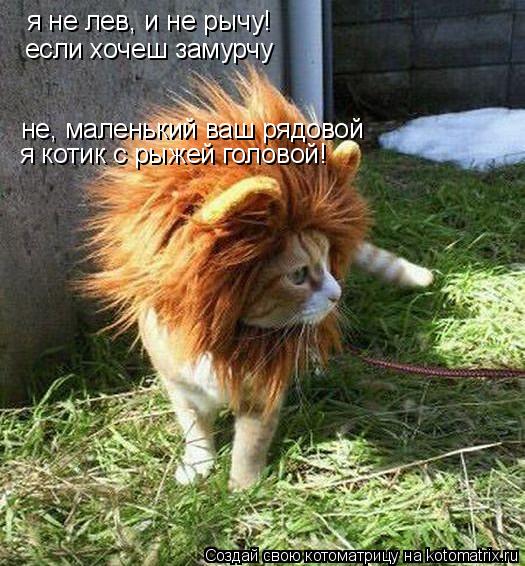 я не лев, и не рычу! если хочеш замурчу не, маленький ваш рядовой я котик с рыжей головой!... Котоматрица: я не лев, и не рычу! если хочеш замурчу не, маленький ваш рядовой я котик с рыжей головой!