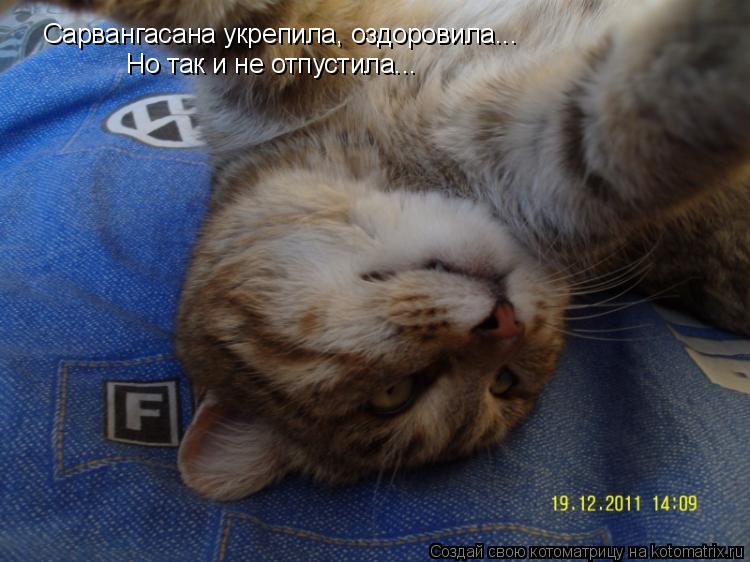 Сарвангасана укрепила, оздоровила... Но так и не отпустила...... Котоматрица: Сарвангасана укрепила, оздоровила... Но так и не отпустила...