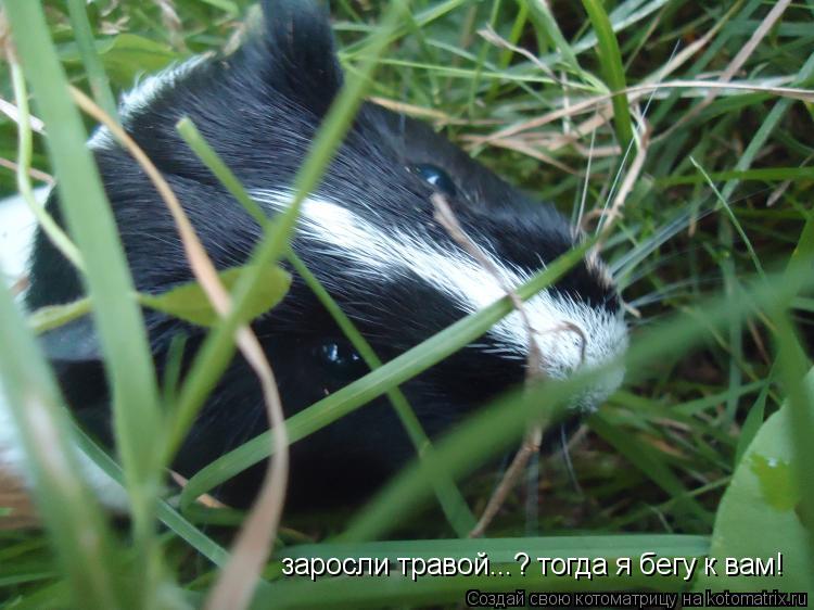 заросли травой...? тогда я бегу к вам!... Котоматрица: заросли травой...? тогда я бегу к вам!