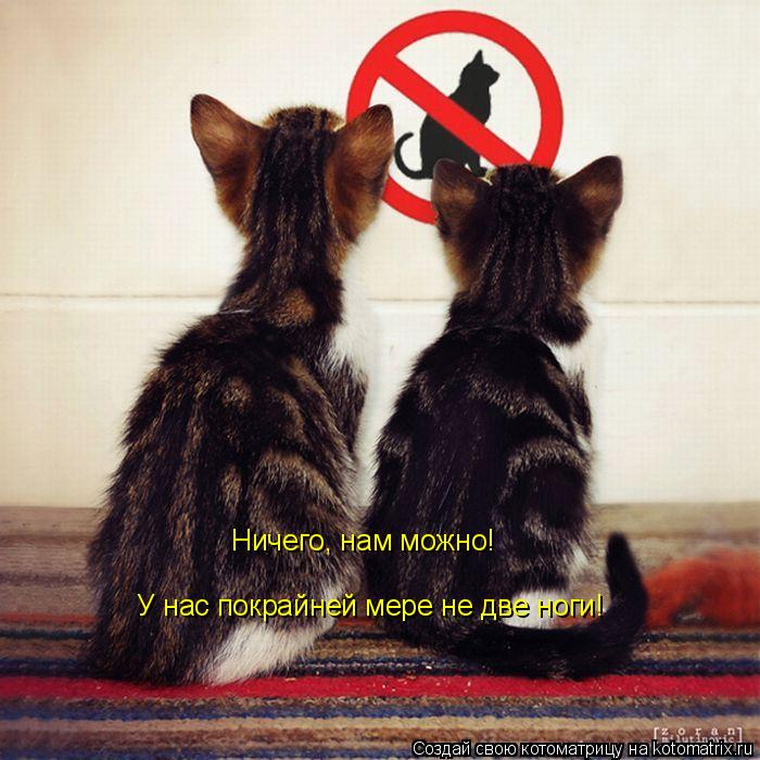 Ничего, нам можно! У нас покрайней мере не две ноги!... Котоматрица: Ничего, нам можно! У нас покрайней мере не две ноги!