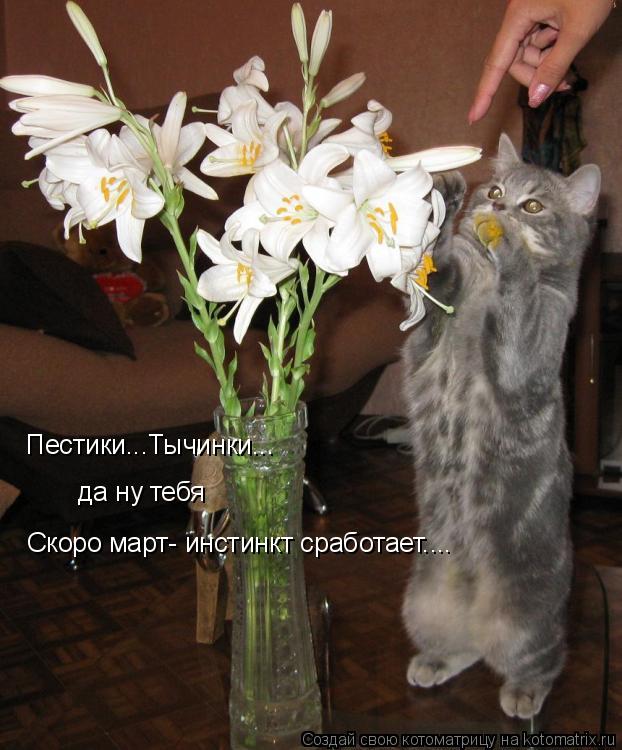 Пестики...Тычинки... Скоро март- инстинкт сработает.... да ну тебя... Котоматрица: Пестики...Тычинки... Скоро март- инстинкт сработает.... да ну тебя