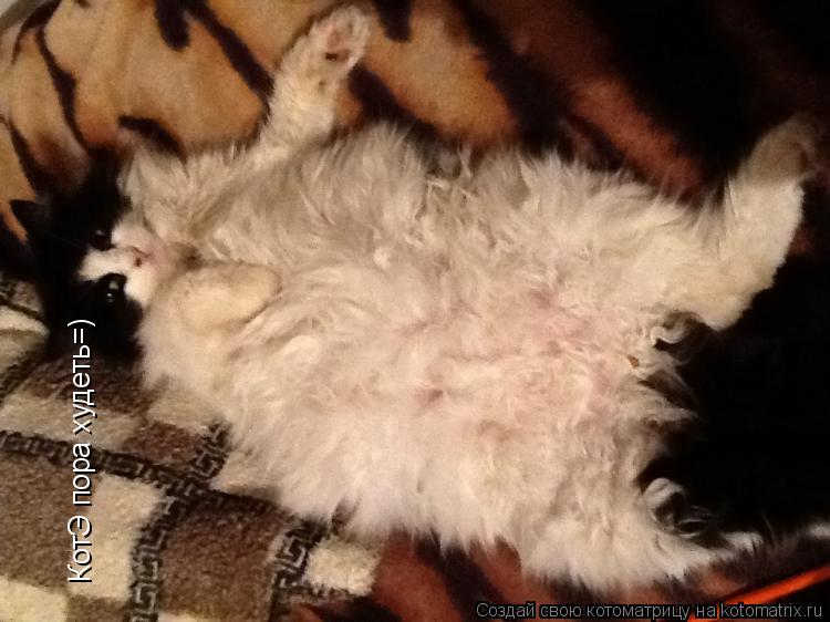 КотЭ пора худеть=)... Котоматрица: КотЭ пора худеть=)
