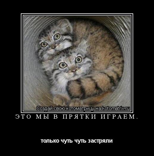 Котоматрица: это мы в прятки играем. только чуть чуть застряли