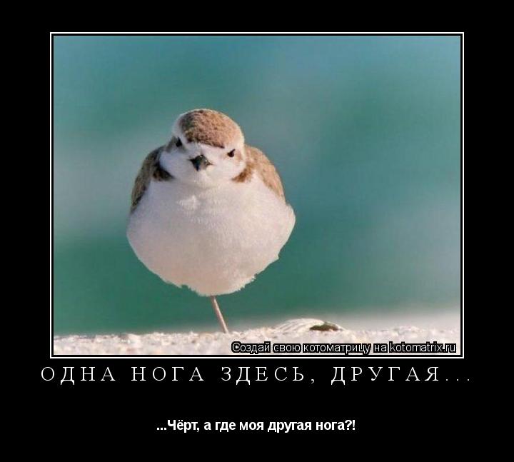ОДНА НОГА ЗДЕСЬ, ДРУГАЯ... ...Чёрт, а где моя другая нога?!... Котоматрица: ОДНА НОГА ЗДЕСЬ, ДРУГАЯ... ...Чёрт, а где моя другая нога?!
