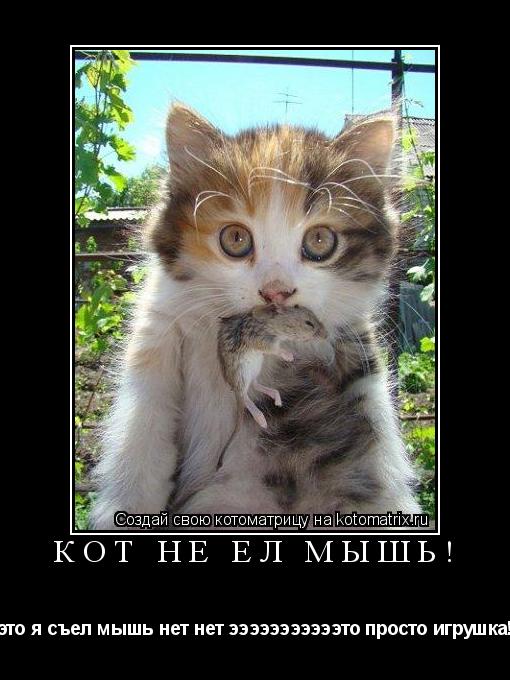 Котоматрица: Кот не ел мышь! это я съел мышь нет нет эээээээээээто просто игрушка!