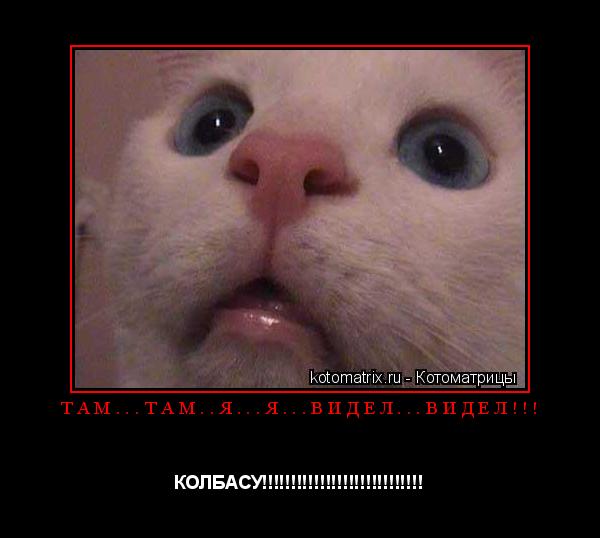 ТАМ...ТАМ..Я...Я...ВИДЕЛ...ВИДЕЛ!!! КОЛБАСУ!!!!!!!!!!!!!!!!!!!!!!!!!!!!... Котоматрица: ТАМ...ТАМ..Я...Я...ВИДЕЛ...ВИДЕЛ!!! КОЛБАСУ!!!!!!!!!!!!!!!!!!!!!!!!!!!!