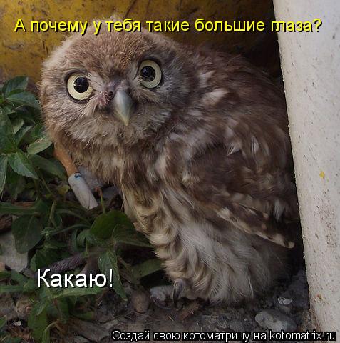 А почему у тебя такие большие глаза? Какаю!... Котоматрица: А почему у тебя такие большие глаза? Какаю!