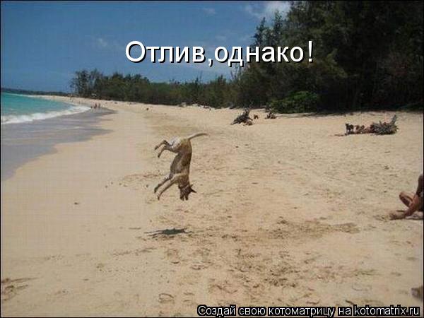 Отлив,однако!... Котоматрица: Отлив,однако!