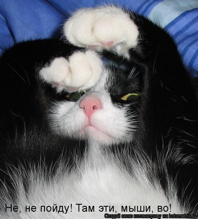 Не, не пойду! Там эти, мыши, во!... Котоматрица: Не, не пойду! Там эти, мыши, во!