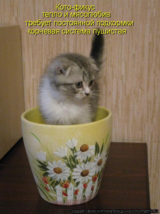 Кото-фикус требует постоянной подкормки тепло и мясолюбив корневая система пушистая... Котоматрица: Кото-фикус требует постоянной подкормки тепло и мясолюбив корневая система пушистая