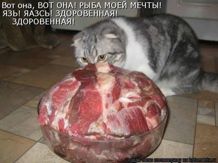 Вот она, ВОТ ОНА! РЫБА МОЕЙ МЕЧТЫ! ЯЗЬ! ЯАЗСЬ! ЗДОРОВЕННАЯ! ЗДОРОВЕННАЯ!... Котоматрица: Вот она, ВОТ ОНА! РЫБА МОЕЙ МЕЧТЫ! ЯЗЬ! ЯАЗСЬ! ЗДОРОВЕННАЯ! ЗДОРОВЕННАЯ!