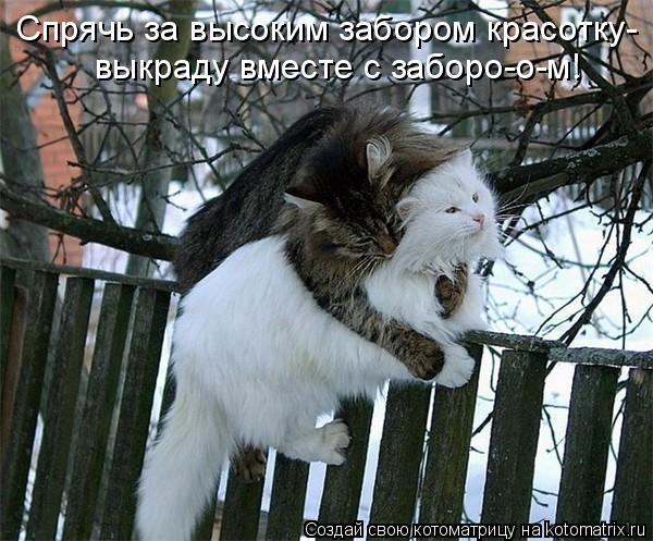 Спрячь за высоким забором красотку- выкраду вместе с заборо-о-м!... Котоматрица: Спрячь за высоким забором красотку- выкраду вместе с заборо-о-м!