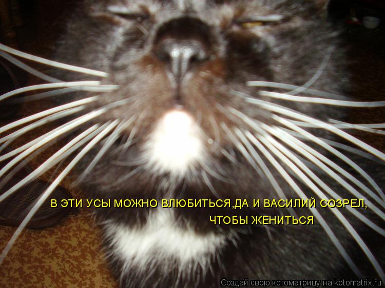 В ЭТИ УСЫ МОЖНО ВЛЮБИТЬСЯ,ДА И ВАСИЛИЙ СОЗРЕЛ, ЧТОБЫ ЖЕНИТЬСЯ... Котоматрица: В ЭТИ УСЫ МОЖНО ВЛЮБИТЬСЯ,ДА И ВАСИЛИЙ СОЗРЕЛ, ЧТОБЫ ЖЕНИТЬСЯ